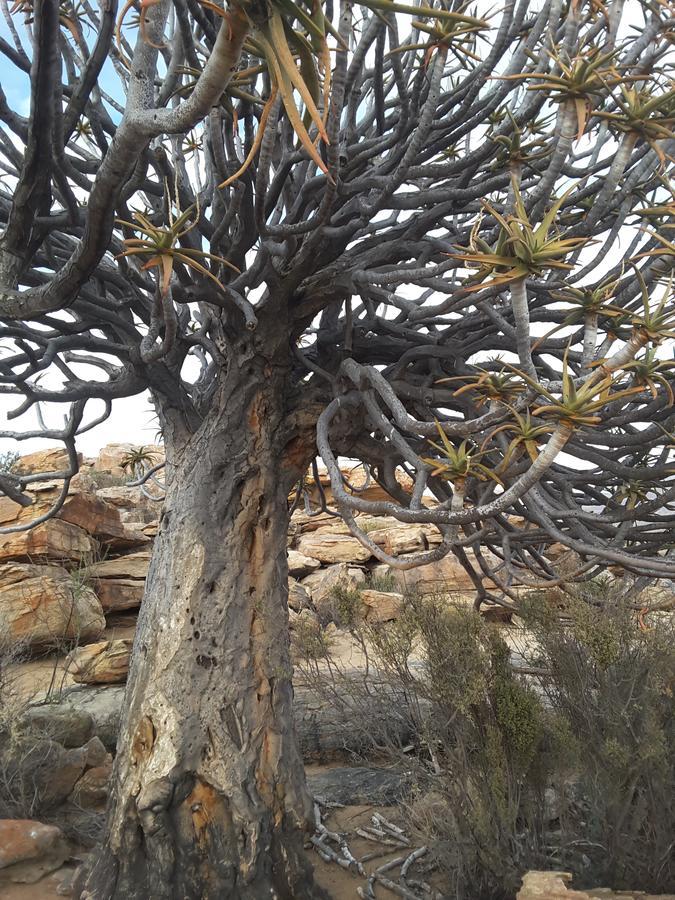 Sperrgebiet Lodge Springbok Esterno foto