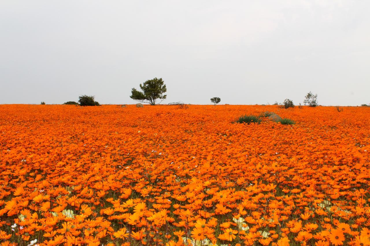 Sperrgebiet Lodge Springbok Esterno foto